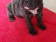 Chiot type Bouledogue fran&ccedil;ais Femelle &agrave; donner