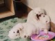B&eacute;b&eacute; chiot spitz japonais disponible 