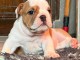 magnifique chiot bulldog anglais m&acirc;le a donner 