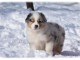 je donne chiot berger australien disponible 