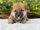 je donne chiot type Shiba inu disponible 