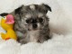 je donne chiot chihuahua femelle 