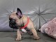 je donne chiot bouledogue fran&ccedil;ais 