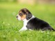 chiot beagle disponible pour adoption 