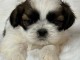 b&eacute;b&eacute; chiot Shih Tzu a donner 