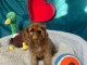 chiot cavalier king charle femelle a donner 