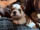 je donne chiot bulldog anglais 