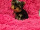 je donne sur Paris chiot Yorkshire 