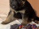 je donne chiot berger allemand femelle 