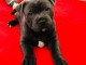 magnifique chiot Cane Corso disponible 