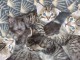 adoption chaton Bengal disponible 