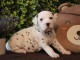 b&eacute;b&eacute; chiot dalmatien magnifique 