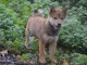 b&eacute;b&eacute; chiot Shiba inu a donner 