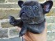 je donne chiot bouledogue fran&ccedil;ais disponible 