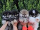chiot type spitz allemand disponible 