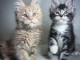 je donne chaton Maine coon 