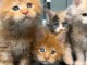 je donne chaton Maine coon 
