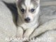 je donne chiot husky sib&eacute;rien adorable 