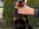Dobermann chiots &agrave; vendre