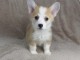 Chiots Welsh Corgi Pembroke a donner 