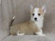 Chiots Welsh Corgi Pembroke adopter 