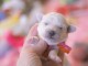chiot bichon fris&eacute; femelle a donner 