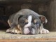 chiot bulldog anglais m&acirc;le a donner 
