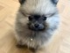 je donne chiot spitz allemand disponible 