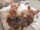 Bouledogue fran&ccedil;ais &agrave; adopter 