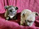chiot chihuahua femelle a donner 