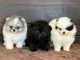 chiot type spitz a vendre 