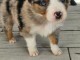 chiot type berger australien 
