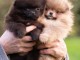 magnifique chiot spitz allemand race pure 