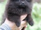 chiot spitz allemand m&acirc;le 