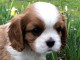 chiot Cavalier King Charle pour vous 