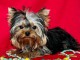 chiot Yorkshire terrier &agrave; donner 