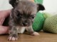 adorable chiot type chihuahua a donner 