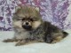 chiot spitz allemand race pure 