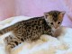 b&eacute;b&eacute; chaton Bengal a donner contre bon soin 