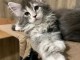magnifique chaton maine coon m&acirc;le a donner 