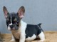 chiot type Bouledogue Fran&ccedil;ais disponible 