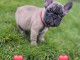 b&eacute;b&eacute; chiot bouledogue fran&ccedil;ais 