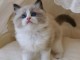 chaton ragdoll femelle a donner 