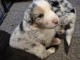 adorable chiot berger australien &agrave; r&eacute;server 