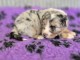 chiot berger australien disponible 