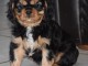je donne chiot cavalier king charle disponible 