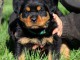 chiot rottweiler &agrave; donner 