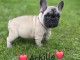 chiot bouledogue fran&ccedil;ais &agrave; donner 