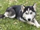 Dons b&eacute;b&eacute; chiot husky sib&eacute;rien 