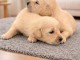 chiot golden retriever &agrave; donner 